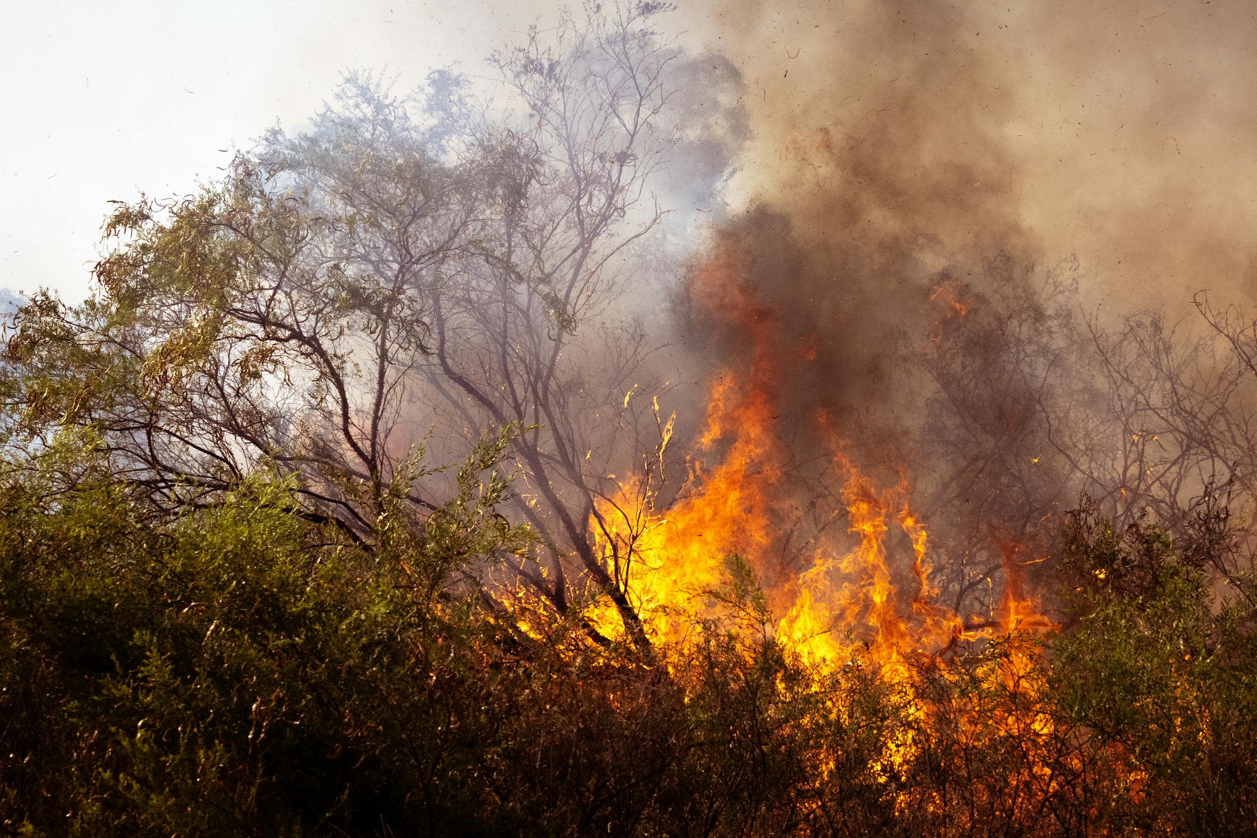 Bushfire in Australia